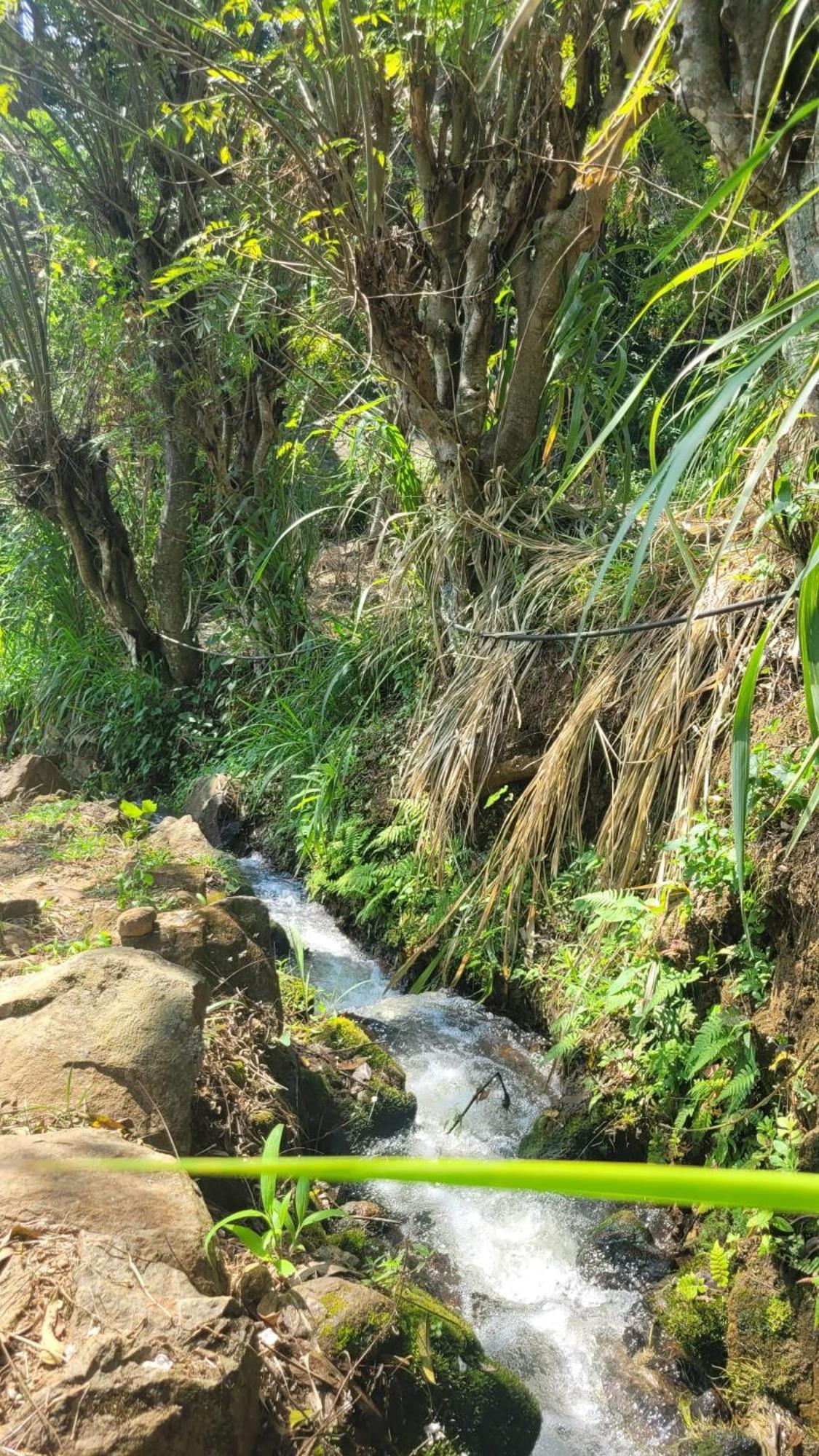 Forest Rawana Homestay Procida Dış mekan fotoğraf