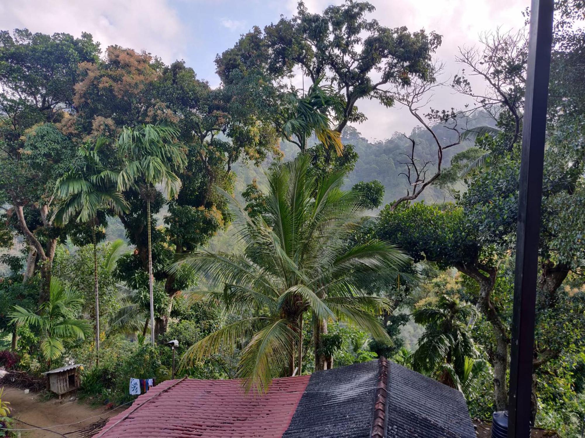 Forest Rawana Homestay Procida Dış mekan fotoğraf